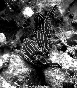 Sea slugs. B/W by Andres L-M_larraz 